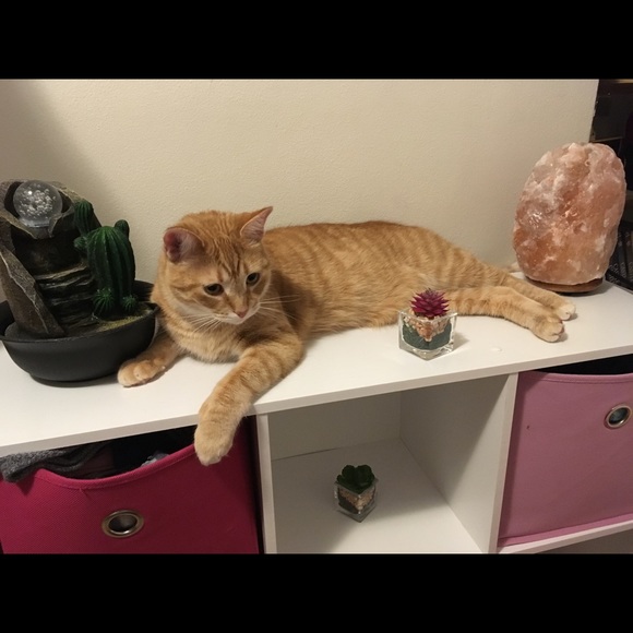 Meet your Posher, Rebecca - Picture 7 of 7